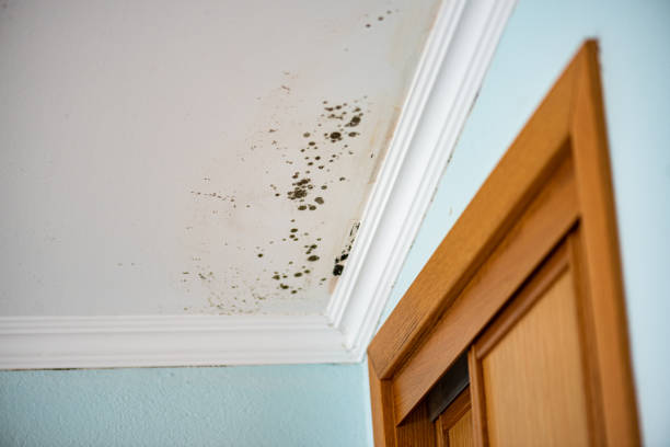 Certified Mold Removal in Atoka, OK