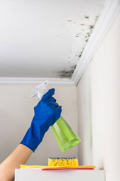 Best Mold Remediation Services  in Ata, OK